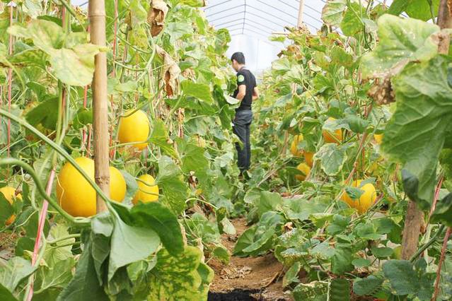 大棚甜瓜种植视频最新