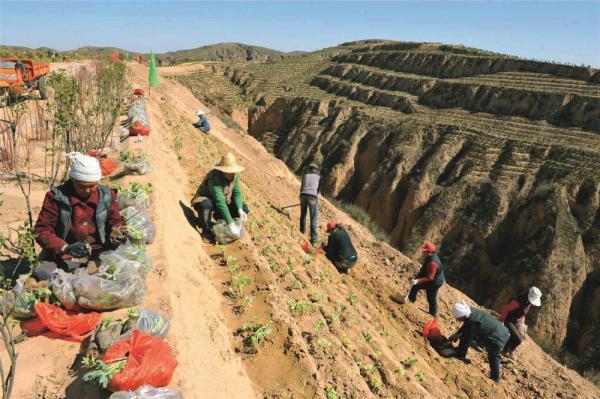 最新土地苗圃补偿标准全面解析