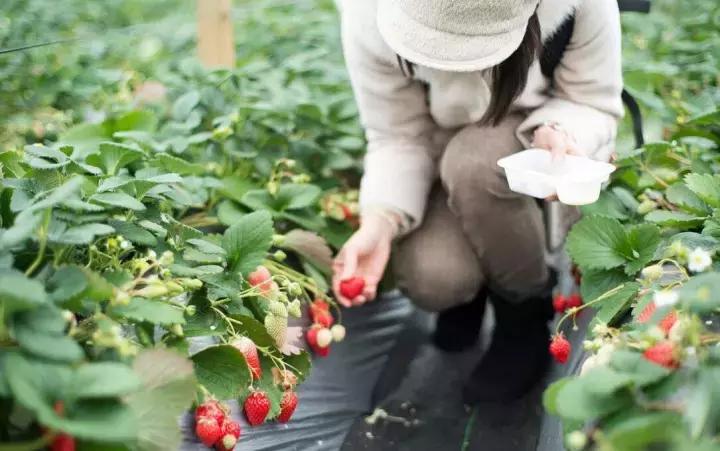 长阳津洋口未来繁荣蓝图，最新规划揭秘